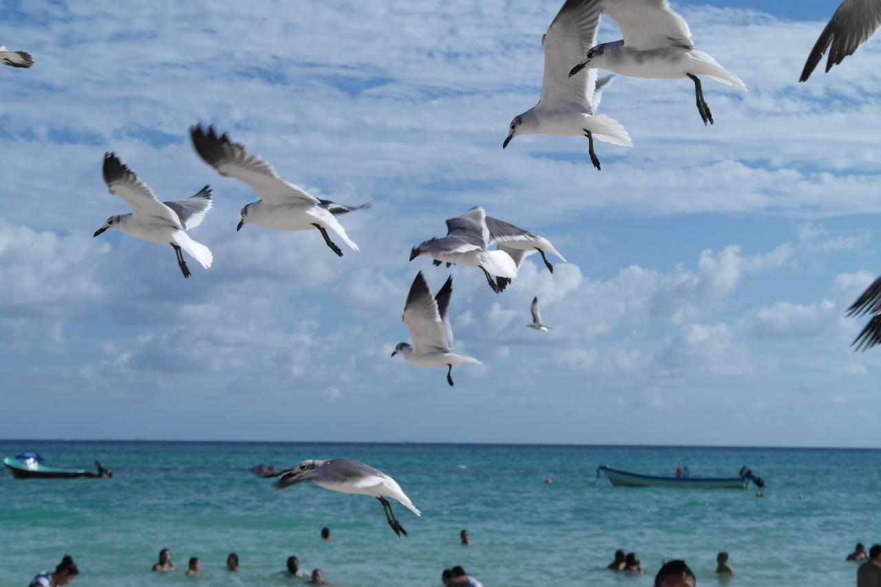 Casa Tucan Hotel Playa del Carmen Zewnętrze zdjęcie