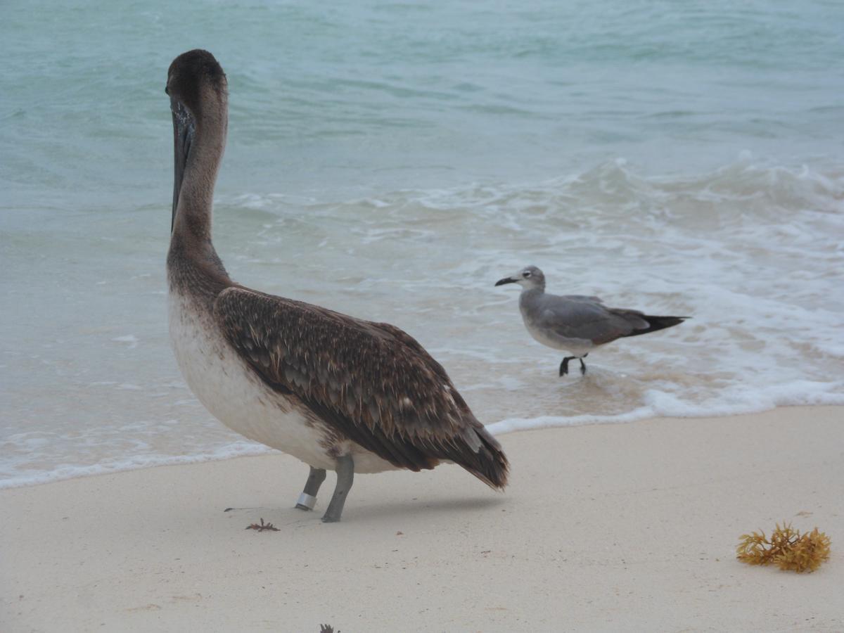 Casa Tucan Hotel Playa del Carmen Zewnętrze zdjęcie